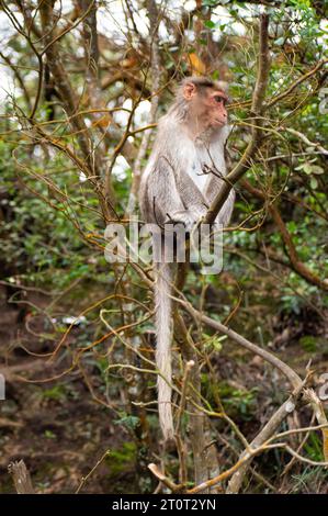 Una foto di scimmia di Rhesus (Rhesus Macaque) seduto in un ramo d'albero. Foto Stock