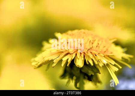 Il Dandelion è un fiore selvaggio e prato. Si tratta di una pianta medicinale le cui foglie e radici vengono utilizzate. Foto Stock