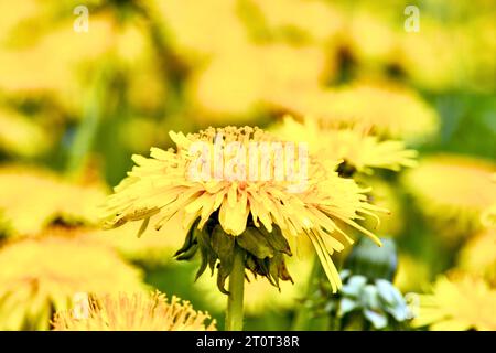 Il Dandelion è un fiore selvaggio e prato. Si tratta di una pianta medicinale le cui foglie e radici vengono utilizzate. Foto Stock