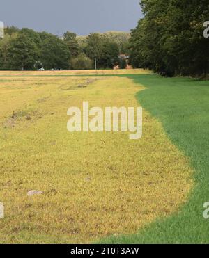 5 ottobre 2023, Brandeburgo, Brügge: Le giovani piante che hanno germinato dopo la raccolta del grano si trovano in un campo. Il grano caduto dalla mietitrebbia e i semi delle erbacce indesiderate sono germinati. Un erbicida totale contenente il principio attivo glifosato è stato poi applicato sulle foglie verdi fresche. Ciò fa sì che le piante verdi muoiano (a sinistra) e le loro foglie diventino gialle caratteristiche. L'agricoltore può quindi eliminare anche le erbacce da radice di lunga durata prima di seminare una nuova coltura. Foto: Axel Seidemann/dpa Foto Stock