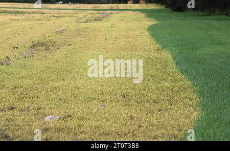 5 ottobre 2023, Brandeburgo, Brügge: Le giovani piante che hanno germinato dopo la raccolta del grano si trovano in un campo. Il grano caduto dalla mietitrebbia e i semi delle erbacce indesiderate sono germinati. Un erbicida totale contenente il principio attivo glifosato è stato poi applicato sulle foglie verdi fresche. Ciò fa sì che le piante verdi muoiano (a sinistra) e le loro foglie diventino gialle caratteristiche. L'agricoltore può quindi eliminare anche le erbacce da radice di lunga durata prima di seminare una nuova coltura. Foto: Axel Seidemann/dpa Foto Stock