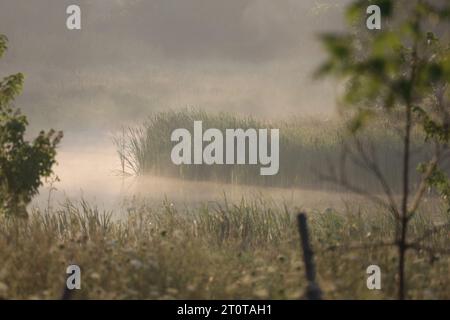 Una palude nebbiosa nella zona protetta delle coste di Lynde, Ontario Canada Foto Stock