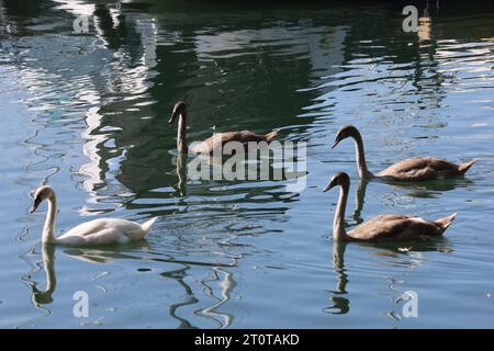 Una madre cigno che dà da mangiare alle sue tre imbracature ad Ashbridge Bay a Toronto, Ontario Foto Stock