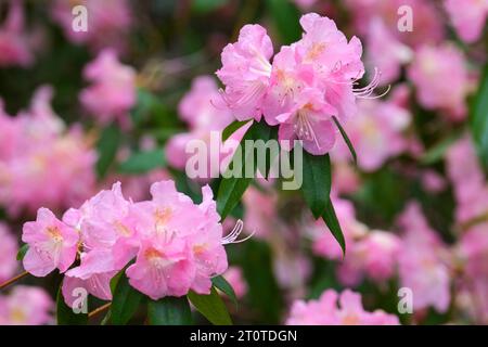 Fata di Rhododendron, fiori rosa, primavera, Foto Stock