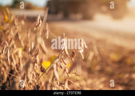 Baccelli di soia maturi pronti per la raccolta in campi coltivati con la silhouette di un trattore agricolo e di un rimorchio che sollevano la polvere su strade sterrate in estate Foto Stock