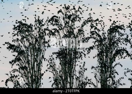 Molti Starling (Sturnus vulgaris) in un albero. Stormo di stormi gli uccelli volano nei Paesi Bassi. Omicidi di Starling. Foto Stock