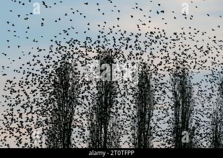 Molti Starling (Sturnus vulgaris) in un albero. Stormo di stormi gli uccelli volano nei Paesi Bassi. Omicidi di Starling. Foto Stock