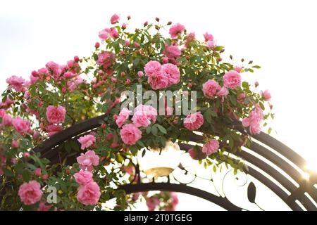 Rosa riccia, l'arrampicata cresce su un arco di metallo, supporto. Vegetazione per la progettazione paesaggistica. Decorazioni in recinzione in un cortile privato Foto Stock