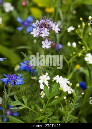 PHACELIA TANACETIFOLIA tra i fiori di prato Foto Stock