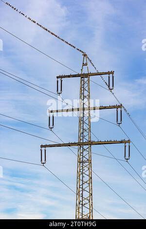 Un palo elettrico con linee elettriche aeree con molti uccelli e uccelli canori che riposano esposto di fronte al cielo blu Foto Stock