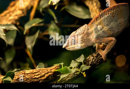 Una lucertola camaleonte verde arroccata su un ramo di albero, guardando direttamente la telecamera Foto Stock