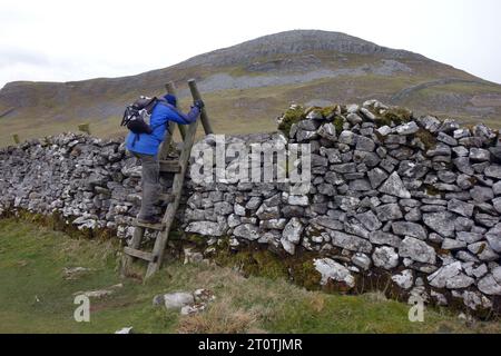 Man (Hiker) Arrampicata in legno su muro di pietra asciutta vicino a "Smearsett Scar" a Ribblesdale, Yorkshire Dales National Park, Inghilterra, Regno Unito. Foto Stock