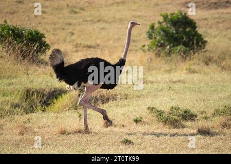 Leone maschio adulto nella savana africana tra erbe alte alla prima luce della sera Foto Stock