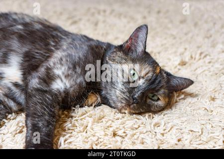 Il guscio di tartaruga domestico e il gatto tricolore scuro si trovano sul tappeto in camera. Buon sonno per gli animali domestici, pisolino, riposo, relax al coperto, all'interno dell'hotel. Foto Stock