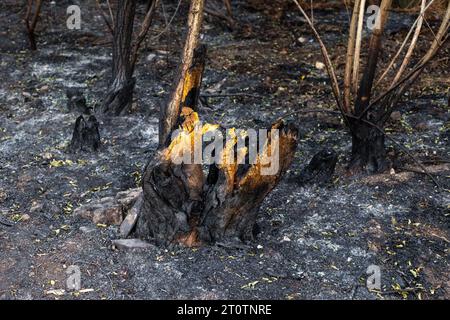 ceppo e tronchi d'albero bruciati dopo un grande incendio nella foresta. Pericolo di incendio durante i periodi di asciutto. Foto Stock