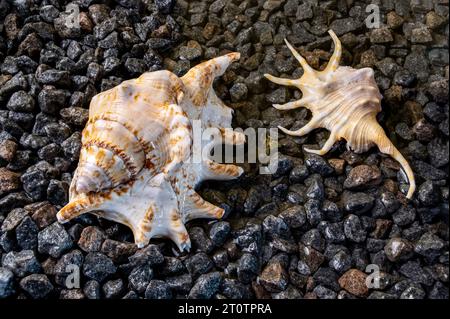 Scorpione conchiglie di conchiglia sulla riva Foto Stock