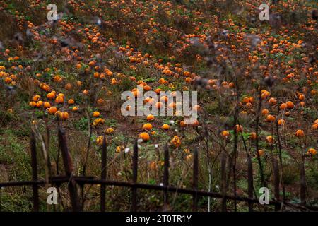 Toppa di zucca nel campo di Devon Foto Stock