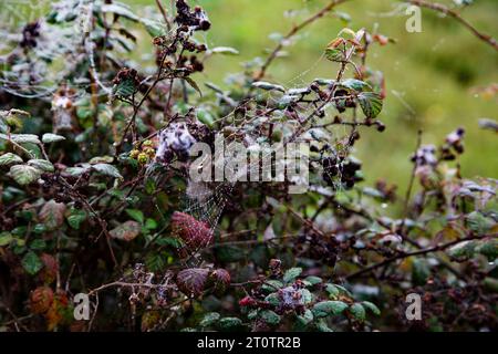 Splendida rugiada mattutina su una rete di ragni a Hedgerow sulla Devon Farm Foto Stock