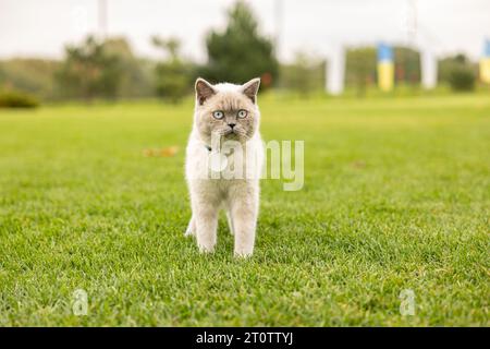 Ritratto di Gatto con occhi blu in giardino. il gatto con gli occhi blu è su un'erba verde. Gatto domestico con colletto e medaglione Foto Stock