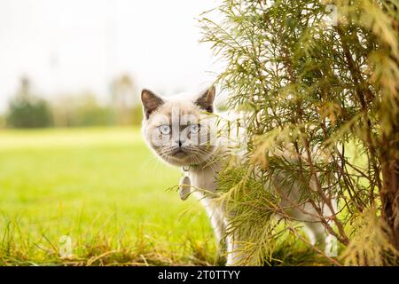 Ritratto di Gatto con occhi blu in giardino. il gatto con gli occhi blu è su un'erba verde. Gatto domestico con colletto e medaglione Foto Stock