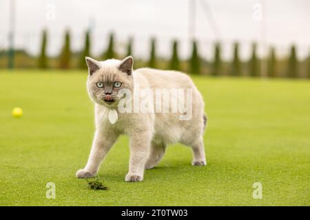 Ritratto di Gatto con occhi blu in giardino. il gatto con gli occhi blu è su un'erba verde. Gatto domestico con colletto e medaglione Foto Stock