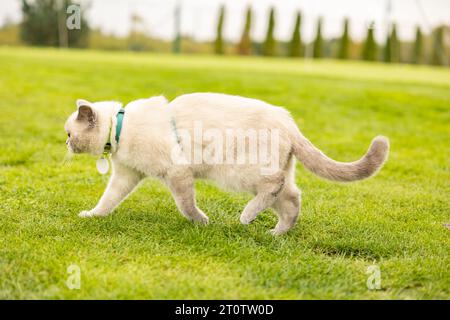 Ritratto di Gatto con occhi blu in giardino. il gatto con gli occhi blu è su un'erba verde. Gatto domestico con colletto e medaglione Foto Stock