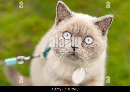 Ritratto di Gatto con occhi blu in giardino. il gatto con gli occhi blu è su un'erba verde. Gatto domestico con colletto e medaglione Foto Stock