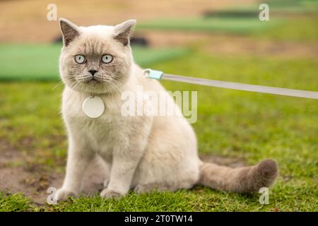 Ritratto di Gatto con occhi blu in giardino. il gatto con gli occhi blu è su un'erba verde. Gatto domestico con colletto e medaglione Foto Stock