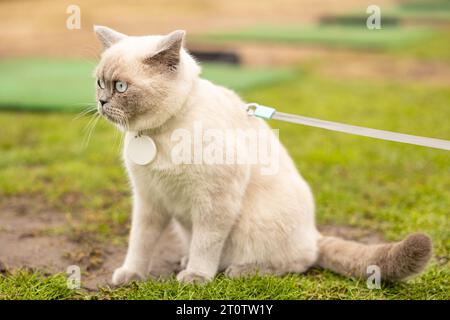 Ritratto di Gatto con occhi blu in giardino. il gatto con gli occhi blu è su un'erba verde. Gatto domestico con colletto e medaglione Foto Stock