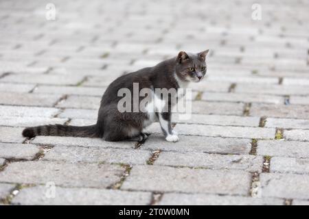 Simpatico gatto randagio seduto su un marciapiede nella città vecchia di Cattaro, Montenegro, Europa Foto Stock