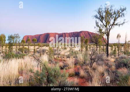 L'erba spinifex e gli alberi di quercia del deserto (Allocasuarina decaisneana) creano un tappeto di colore intorno a Uluru (Ayers Rock) nel territorio del Nord, in Australia Foto Stock