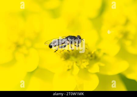 Una mosca hoverfly femminile a zampe spesse (Syritta pipiens) sui fiori di un cuscino (Euphorbia epithymoides) Foto Stock