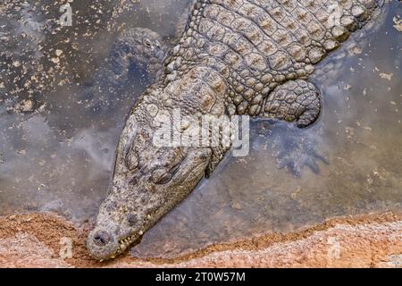 Un grande coccodrillo che nuota in un corpo d'acqua circondato da rocce e sterrato Foto Stock