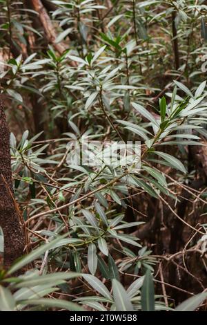 Sfondo di Podocarpus spinulosus noto anche come pino prugna nano e foglie verdi di podocarpe spinose che crescono da piante arboree Foto Stock