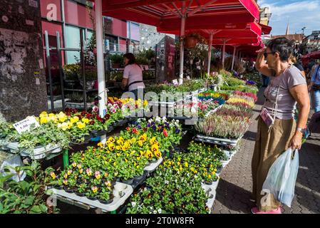 Mercato dei fiori situato nel centro della città tra la piazza principale e il mercato Dolac, Zagabria, Croazia Foto Stock