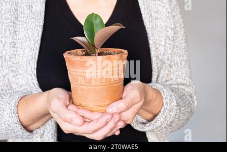 Le mani femminili tengono una piccola piantina di ficus elastica in una pentola di ceramica. Concetto di cura delle piante domestiche. Primo piano. Foto Stock