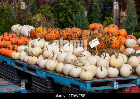 Zucche di tutti i colori e dimensioni in vendita al mercato, al giorno del Ringraziamento o alla vendemmia Foto Stock