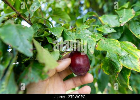 Augusta, Baviera, Germania. 31 agosto 2023. Una mano prende una prugna da un albero *** mano Eine pflückt eine Zwetschge von einem Baum Credit: Imago/Alamy Live News Foto Stock