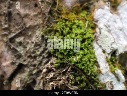 Vista ravvicinata di un muschio verde che cresce sulla superficie di un tronco di cocco insieme ai licheni Foto Stock