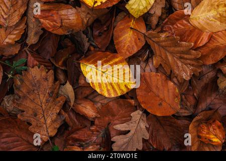 Foglie colorate cadute. Sfondo naturalistico autunnale. Stagione autunnale. Vista dall'alto Foto Stock