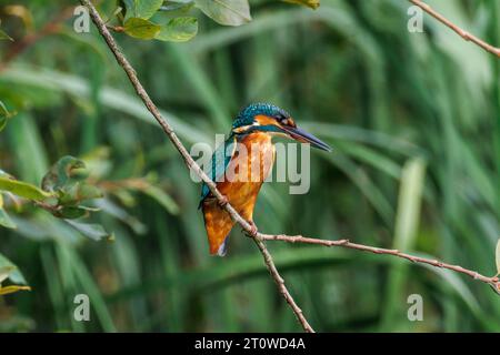Common Kingfisher, Alcedo Atthis, Sussex, Regno Unito Foto Stock