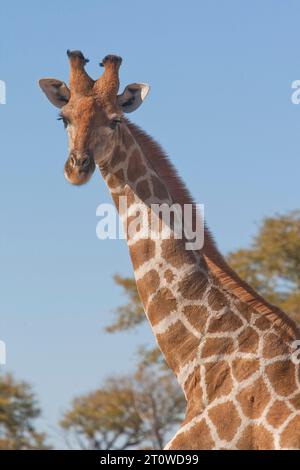 NAMIBIA, AFRICA MERIDIONALE Foto Stock