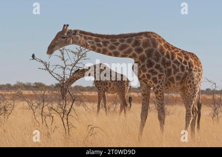 NAMIBIA, AFRICA MERIDIONALE Foto Stock