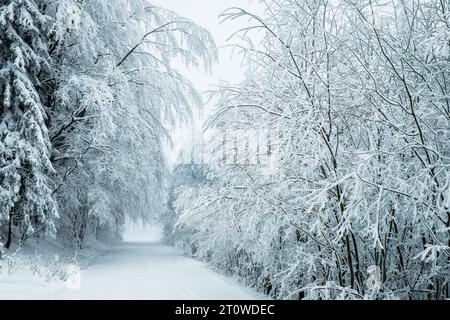 Paesaggio invernale. Foresta innevata con alberi ghiacciati in nebbia. Clima freddo Foto Stock