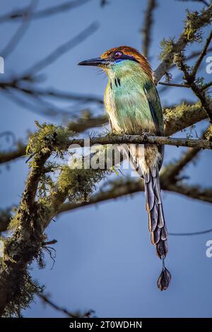 motmot con la corona russet Foto Stock