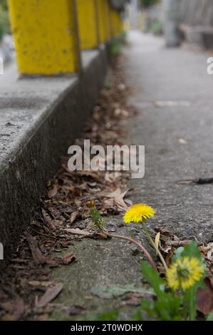 La vita quotidiana a Bogotá Foto Stock