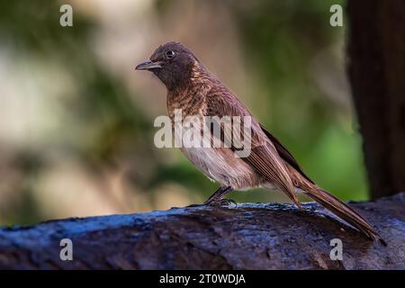 Un bulbul somalo in Etiopia. Foto Stock