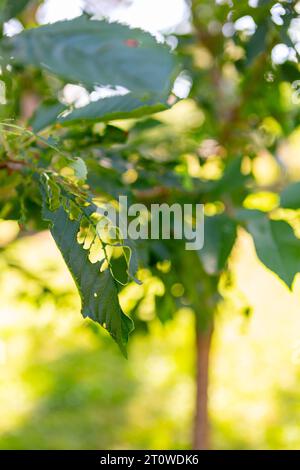 2 luglio 2023: Piante e alberi nel giardino con infestazione parassita. Danni causati da caterpillar e insetti nel giardino *** Pflanzen und Bäume im Garten mit Schädlingsbefall. Schäden durch Raupen und Insekten im Garten Credit: Imago/Alamy Live News Foto Stock