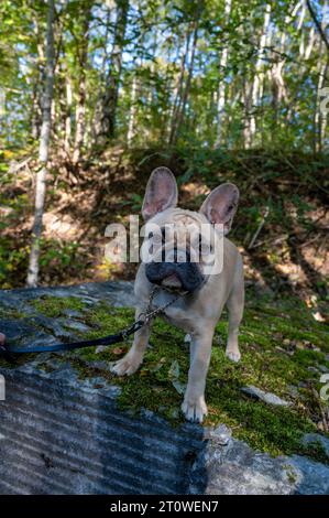 Grazioso bulldog francese in piedi su una grande roccia nella foresta Foto Stock