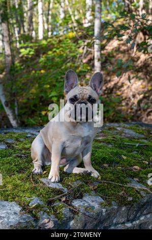Carino bulldog francese seduto su una grande roccia nella foresta Foto Stock